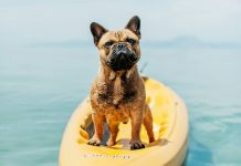 Motion Sickness in dog