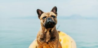 Motion Sickness in dog