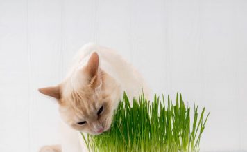 為什麼貓咪會吃草?5個原因及潛在風險 Why Do Cats Eat Grass?