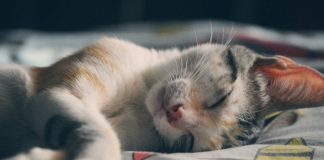 Senior Cat