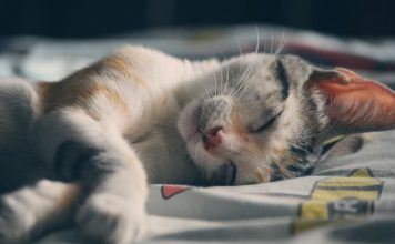 如何照護高齡貓咪?年長貓咪常見的健康問題與健康照護指南 Senior Cat