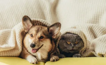 新北動保處提醒毛寶貝飼主應注意控制犬貓體重