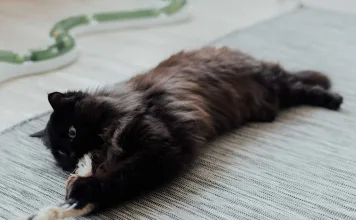 貓咪慢性發炎性腸道疾病症狀與治療