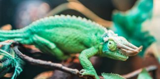 jackson's-chameleon