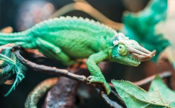 傑克森變色龍飼養指南:環境、光照、濕度與飲食需求 jackson's-chameleon