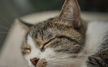 Feline Squamous Cell Carcinoma