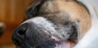 狗狗慢性腹瀉需要使用抗生素嗎？