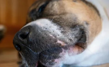 狗狗慢性腹瀉需要使用抗生素嗎？