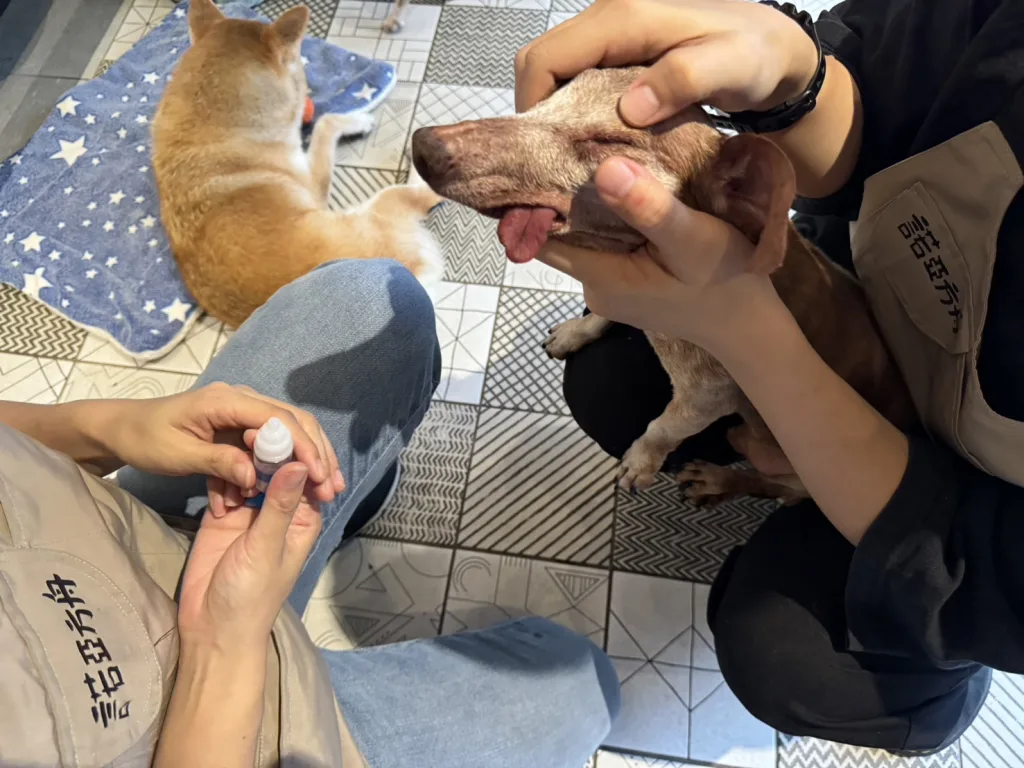 諾亞方舟動物同樂協會為弱勢貓犬提供醫療照護工作，也為領養人提供支持性服務，建構飼主的社會支持網絡
