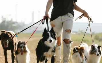 狗狗多重藥物敏感基因突變（MDR1基因突變）