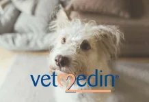 百靈佳殷格翰正式推出全球首款犬用心臟衰竭液態藥物 VETMEDIN Solution