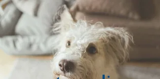 百靈佳殷格翰正式推出全球首款犬用心臟衰竭液態藥物 VETMEDIN Solution