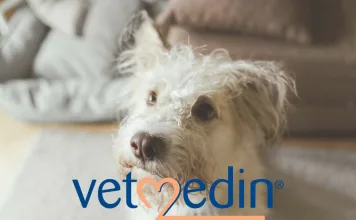 百靈佳殷格翰正式推出全球首款犬用心臟衰竭液態藥物 VETMEDIN Solution 百靈佳殷格翰正式推出全球首款犬用心臟衰竭液態藥物 VETMEDIN Solution