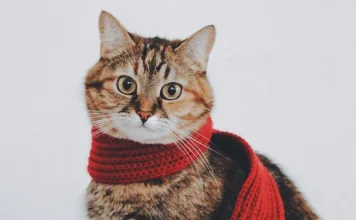 貓咪紅血球丙酮酸活化酶缺乏症