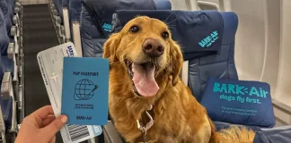 bark-air-introduces-select-flights-on-larger-planes-with-lower-fares