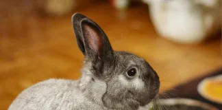 如何識別兔子慢性疼痛？5大徵兆飼主不可忽略！