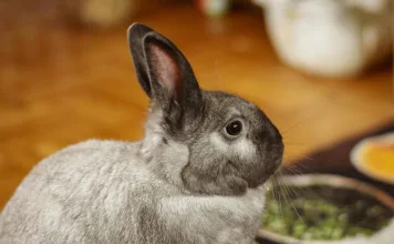 如何識別兔子慢性疼痛？5大徵兆飼主不可忽略！