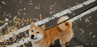 狗狗貧血好發率與網狀紅血球指標的臨床價值
