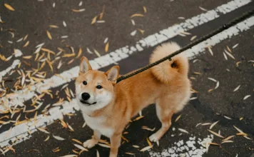 台灣研究探討狗狗貧血好發率與網狀紅血球指標的臨床價值 狗狗貧血好發率與網狀紅血球指標的臨床價值