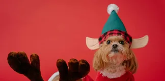 2025年春節營業動物醫院清單、急診動物醫院