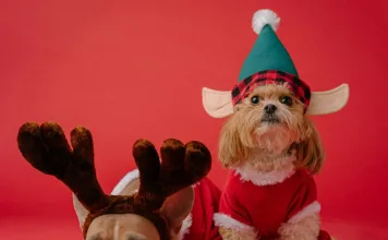 2025年春節營業動物醫院清單、急診動物醫院