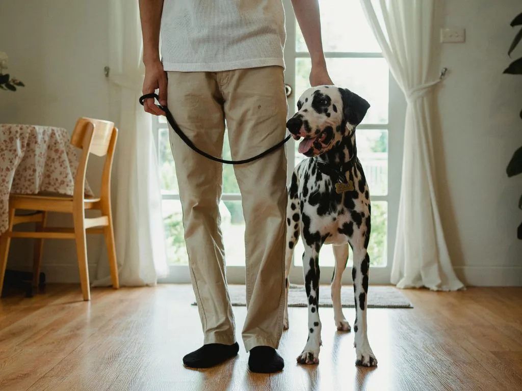 自我評估是否為負責任的飼主
