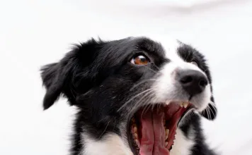 狗狗蛀牙怎麼辦？這些預防措施幫助狗狗維持牙齒健康