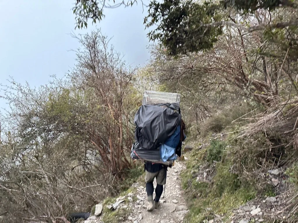 玉山群峰出現浪犬,狗狗加籠40公斤扛下山