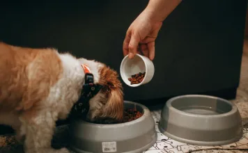 6款寵物食品不合格,產品批號一覽!農業部稽查揭露沙門氏菌、重金屬汞超標問題! 6款寵物食品不合格,產品批號一覽!農業部稽查揭露沙門氏菌、重金屬汞超標問題!