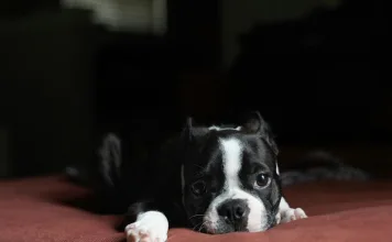 狗狗慢性發炎性腸道疾病 ：症狀、診斷與治療方式解析