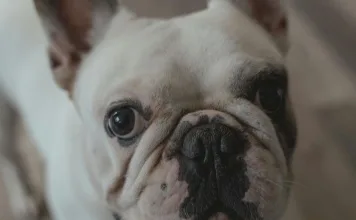 維他命E對狗狗的4大健康益處,如何正確補充維他命E? 維他命E對狗狗的4大健康益處,如何正確補充維他命E?