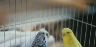 鳥類黴菌感染：預防與治療方式指南