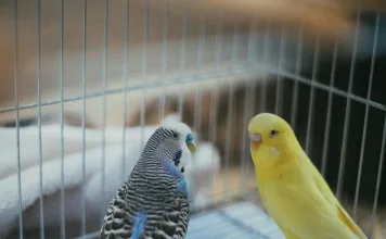 鳥類黴菌感染：預防與治療方式指南