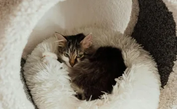 貓咪鼻炎與鼻竇炎：5大症狀、診斷與治療方式