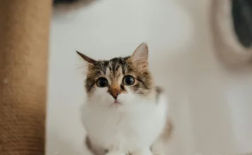 貓嗜酸性肉芽腫是什麼？嗜酸性肉芽腫三大類型與治療建議