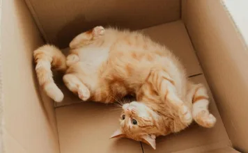 貓咪肥大細胞瘤：皮膚型與內臟型的差異、症狀與治療方式