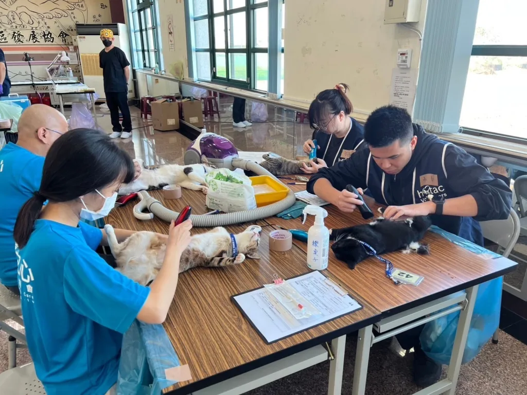 參加活動犬貓在接受麻醉鎮靜後進行剃毛準備要去進行手術