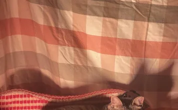 天氣轉涼臨冬 新北動物之家啟動3招防寒措施