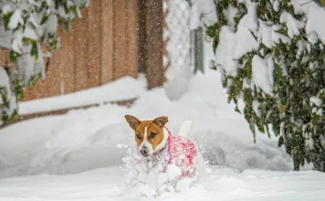 如何幫助狗狗在冬天保持溫暖：室內室外保暖技巧，避免凍傷和低溫症