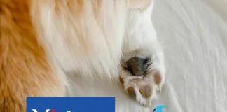 法國維克藥廠（Virbac）正式收購土耳其Mopsan，強化寵物健康產品市場布局