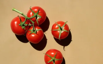 狗狗可以吃番茄嗎？專業獸醫教你安全餵食的5大要點！