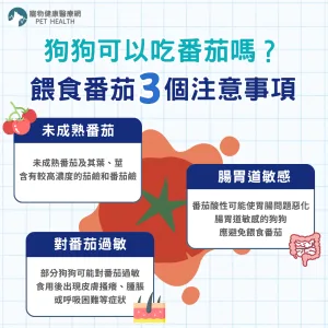 狗狗可以吃番茄嗎？餵食番茄的注意事項