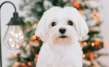 瑪爾濟斯為什麼特別容易罹患瓣膜逆流心臟疾病?狗狗瓣膜逆流心臟疾病的常見症狀與治療方式 狗狗瓣膜逆流心臟疾病