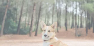 百靈佳殷格翰在肯亞推動「狂犬病疫苗接種教育宣導」計畫