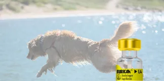 百靈佳殷格翰推出EURICAN® L4疫苗，為犬隻提供對抗鉤端螺旋體保護
