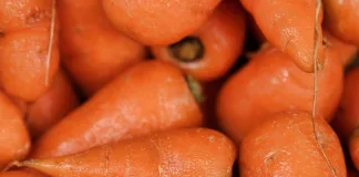 貓咪可以吃紅蘿蔔嗎？了解紅蘿蔔對貓咪的健康益處