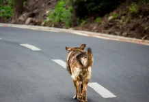 113年全國遊蕩犬數量推估結果發布！農業部：遊蕩犬隻數量下降 18,113隻，族群穩定趨勢確立