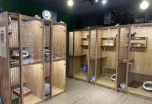 113年新北市特定寵物業評鑑出爐，優等店家全國最多