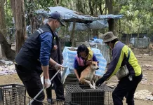 動保處出動大批人力協助愛心人士移置森林內犬隻（圖片來源：台南市動物保護防疫處）