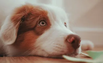 狗狗體重下降、腹脹又拉肚子可能是胰外分泌不足的徵兆!狗狗的胰外分泌不足完整解析 狗狗體重下降、腹脹又拉肚子可能是胰外分泌不足的徵兆!